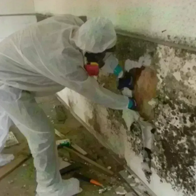 Mold Remediation and Removal in Carter County, KY